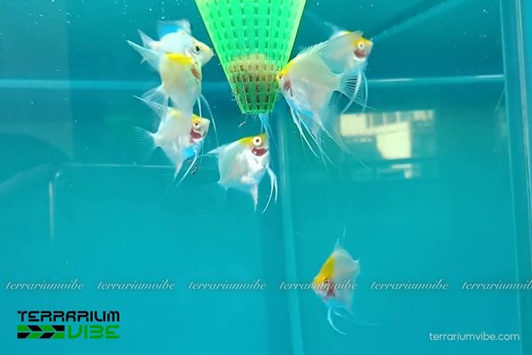 Cá Thần Tiên Koi 4 Mức giá tham khảo của cá Thần Tiên Koi hiện nay