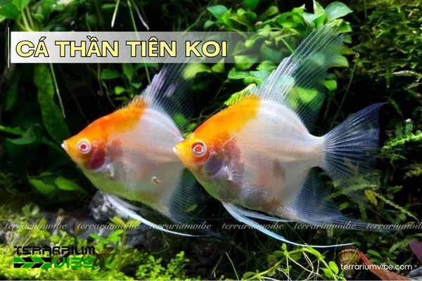 ca-than-tien-koi Cá Thần Tiên Koi