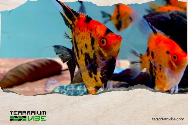 Cá thần tiên Red Devil 1 Thông tin học thuật về cá thần tiên Red Devil