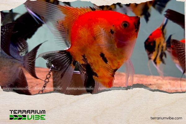 Cá thần tiên Red Devil 4 Giá của cá thần tiên Red Devil tham khảo