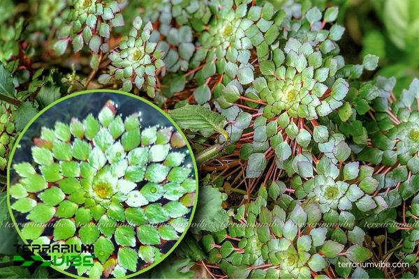 Cây Ấu Thái thủy sinh 1 Cây Ấu Thái thủy sinh nổi bật với lá xanh bóng, cuống hồng tía