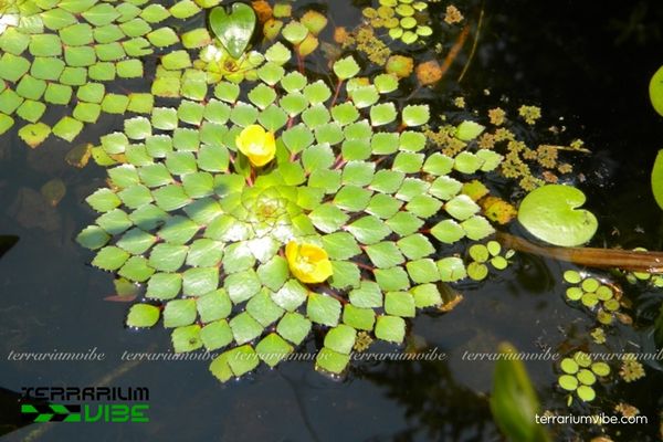 Cây Ấu Thái thủy sinh 2 Ấu Thái ưa sống những vùng nước ngọt lặng sóng như ao hồ, đầm lầy