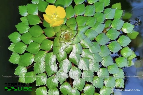 Cây Ấu Thái thủy sinh 3 Gợi ý một số thực vật thủy sinh trồng chung với cây Ấu Thái