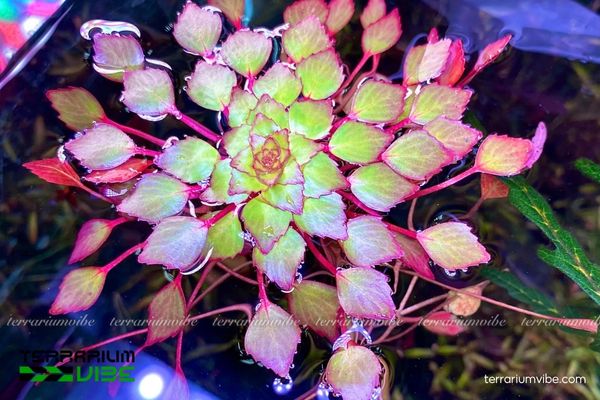 Cây Ấu Thái thủy sinh 4 Ấu Thái cần ánh sáng nhẹ, nước sạch và cắt tỉa đều để phát triển tốt