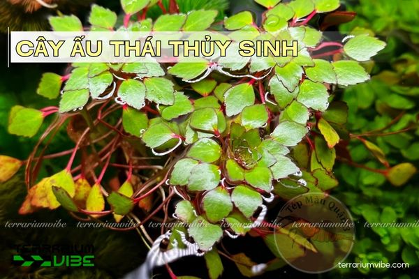 cay-au-thai-thuy-sinh Cây Ấu Thái thủy sinh