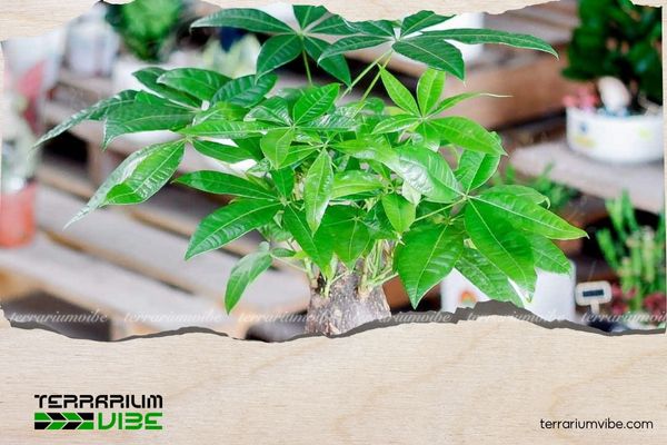 Cây Kim Ngân thủy sinh 1 Thông tin tổng quan về Kim Ngân thủy sinh