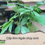 Cây Kim Ngân thủy sinh