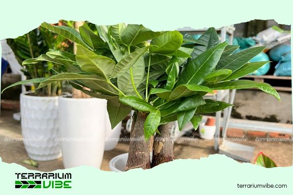 Cây Kim Ngân thủy sinh 2 Môi trường sống của cây Kim Ngân thủy sinh