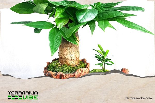 Cây Kim Ngân thủy sinh 3 Loại terrarium phù hợp cho cây Kim Ngân thủy sinh
