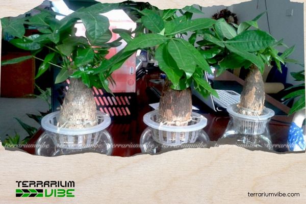 Cây Kim Ngân thủy sinh 4 Mẹo chăm sóc cây Kim Ngân thủy sinh trong terrarium