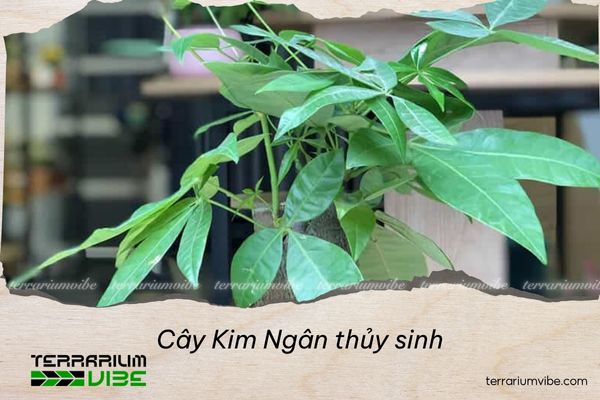 cay-kim-ngan-thuy-sinh Cây Kim Ngân thủy sinh