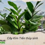 Cây Kim Tiền thủy sinh