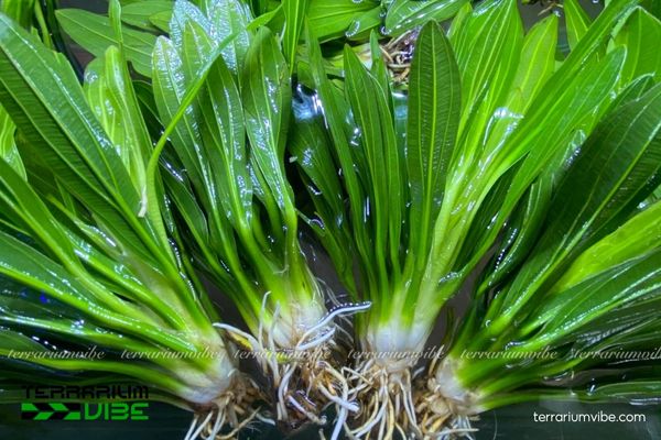 Cây Lưỡi Mèo thủy sinh 1 Cây Lưỡi Mèo thủy sinh có lá cứng, rễ khỏe, điểm nhấn tự nhiên cho terrarium