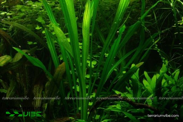 Cây Lưỡi Mèo thủy sinh 2 Cây Lưỡi Mèo sinh trưởng tự nhiên ở vùng nước ngọt giàu dinh dưỡng