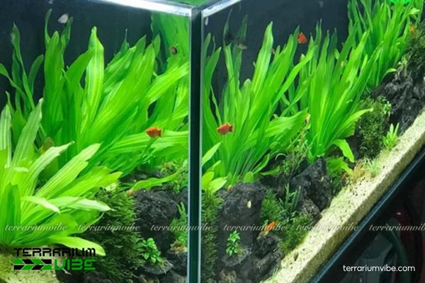 Cây Lưỡi Mèo thủy sinh 3 Bố cục đa tầng sinh động nhờ Lưỡi Mèo và cây phối cảnh phù hợp