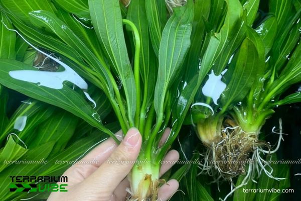 Cây Lưỡi Mèo thủy sinh 4 Giữ nhiệt độ ổn định, tránh nắng gắt giúp Lưỡi Mèo phát triển ổn định