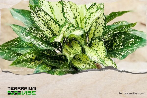 Cây Ngọc Ngân thủy sinh 1 Thông tin tổng quan về cây Ngọc Ngân thủy sinh