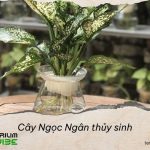 Cây Ngọc Ngân thủy sinh