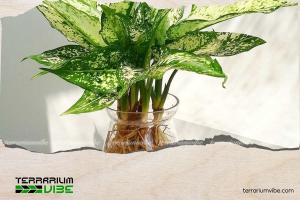 Cây Ngọc Ngân thủy sinh 4 Cách chăm sóc cây Ngọc Ngân trong terrarium