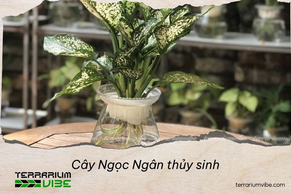 cay-ngoc-ngan-thuy-sinh Cây Ngọc Ngân thủy sinh