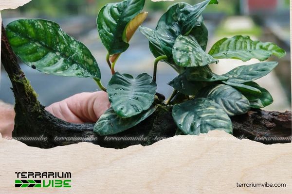 Cây ráy cafe 4 Ráy cafe phù hợp với terrarium kín hoặc bán cạn