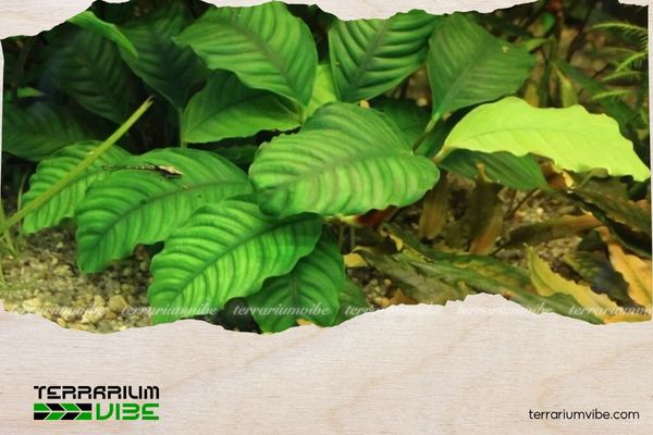 Cây ráy cafe 5 Cây ráy cafe là loài cây khá dễ chăm sóc