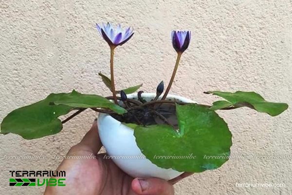 Cây súng thủy sinh 1 Cây súng thủy sinh với thân rễ chìm, lá và hoa nổi bật trên mặt hồ