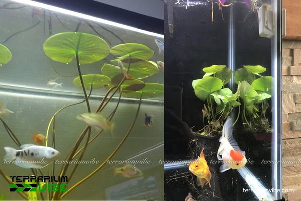 Cây súng thủy sinh 3 Tạo bố cục hài hòa với các loài cây thủy sinh có nhu cầu tương đồng