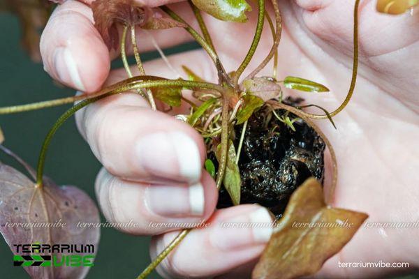 Cây súng thủy sinh 4 Chăm cây súng thủy sinh cần đủ sáng, nước sạch và dinh dưỡng