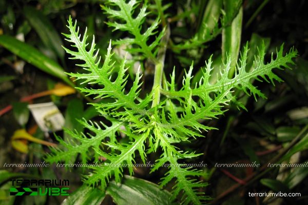 Cây thủy sinh Lông Công 1 Lông Công thủy sinh có lá xẻ mềm, xanh nhạt, dáng như lông chim công