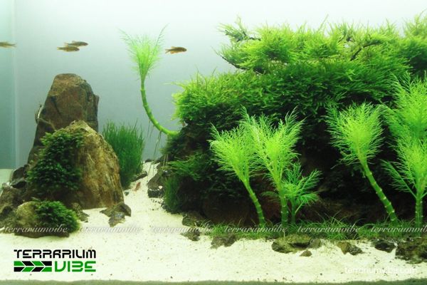 Cây thủy sinh Lông Công 2 Lông Công thủy sinh gốc Nam Á, sống ở vùng ẩm