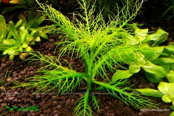 Cây thủy sinh Lông Công 3 Lông Công phù hợp trồng với rêu và dương xỉ, tạo nền mềm và bố cục hài hòa