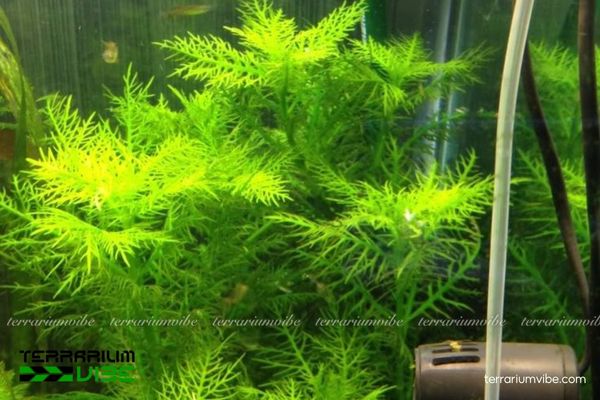 Cây thủy sinh Lông Công 4 Cây Lông Công cần ẩm cao, sáng đủ, nền thoát nước và cắt tỉa gọn