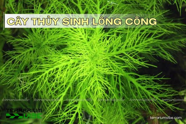 cay-thuy-sinh-long-cong Cây thủy sinh Lông Công