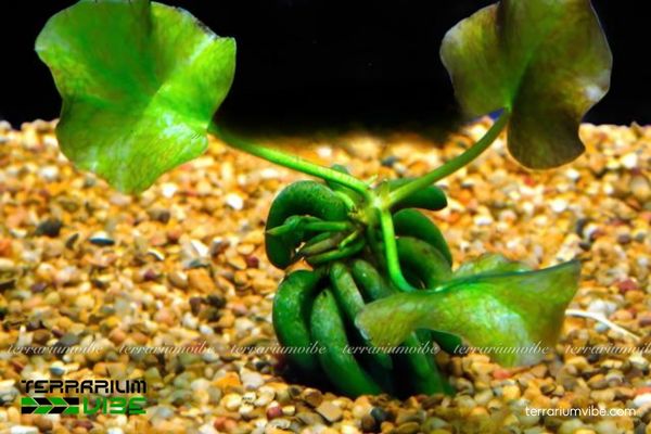 Cây Trang Chuối thủy sinh 1 Cây Trang Chuối thủy sinh có gốc phình như nải chuối, lá tròn nổi và hoa trắng