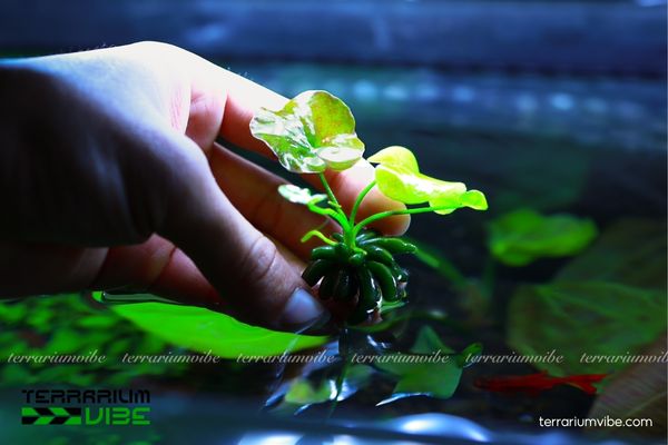 Cây Trang Chuối thủy sinh 2 Trang Chuối du nhập từ Mỹ sống trong môi trường ẩm ướt và vùng nước ngọt