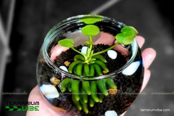 Cây Trang Chuối thủy sinh 3 Cây Trang Chuối thủy sinh dễ trồng chung với rêu, cỏ thìa, ráy và dương xỉ