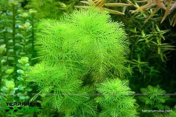 Cây Xương Cá thủy sinh 2 Cây Xương Cá nguồn gốc Amazon, dễ thích nghi, ưa nước ngọt và ánh sáng.