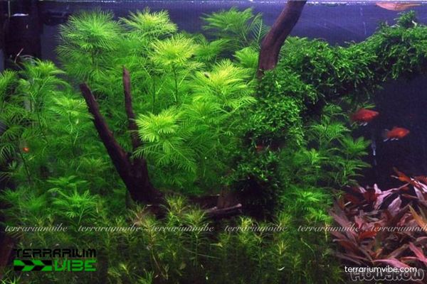 Cây Xương Cá thủy sinh 3 Gợi ý một số thực vật thủy sinh thích hợp trồng chung với cây thủy sinh Xương Cá