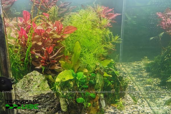 Cây Xương Cá thủy sinh 4 Cần đảm bảo các điều kiện chăm sóc cơ bản để cây phát triển tốt