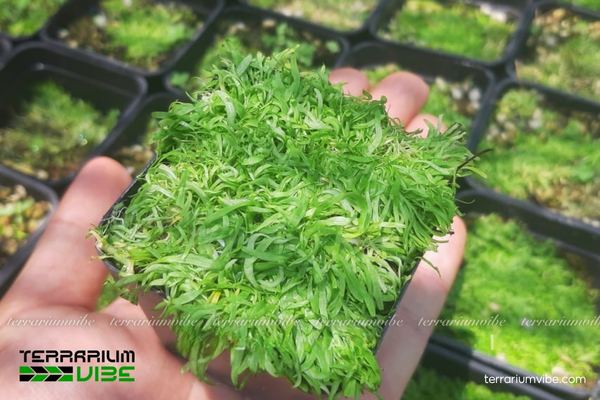 Cỏ giấy thủy sinh 1 Cây cỏ thủy sinh với dáng lá dẹp xanh tươi tạo nên mảng xanh mềm mại