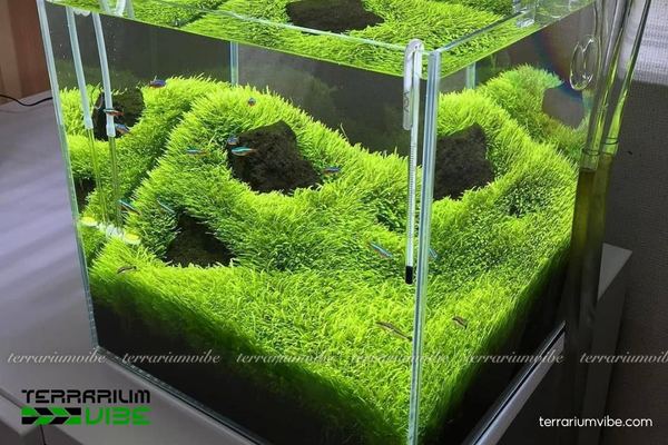 Cỏ giấy thủy sinh 2 Cỏ giấy thủy sinh rất ưa ánh sáng, cần CO₂ và nhiều dinh dưỡng