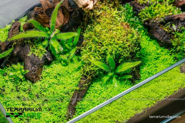 Cỏ giấy thủy sinh 5 Cách xử lý và thiết kế cỏ giấy giúp tiểu cảnh thêm sinh động, tự nhiên