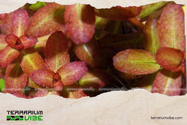 Diệp Tài Hồng Lá Cam 4 Loại terrarium phù hợp cho Diệp Tài Hồng Lá Cam