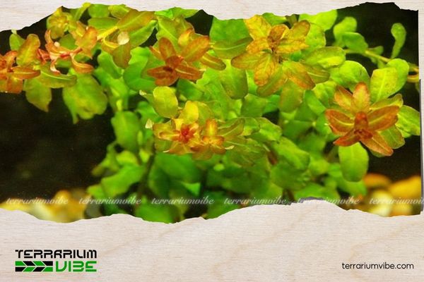 Diệp Tài Hồng Lá Cam 5 Cách chăm sóc Diệp Tài Hồng Lá Cam trong terrarium