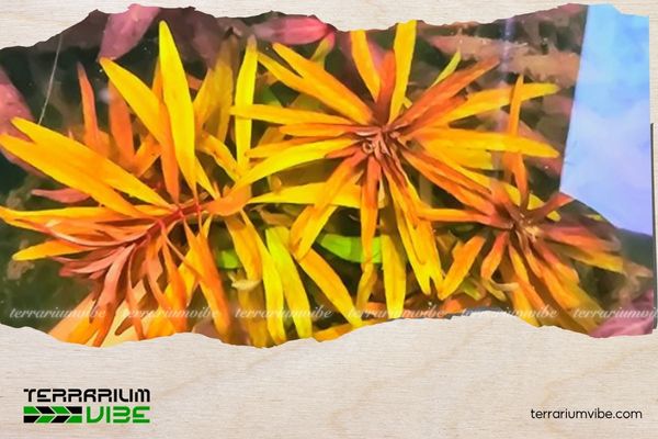 Diệp Tài Hồng Lá Hẹp 5 Cách chăm sóc Diệp Tài Hồng Lá Hẹp trong terrarium