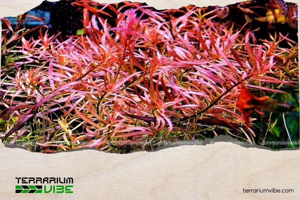 Diệp tài hồng lá kim 1 Thông tin tổng quan về cây diệp tài hồng kim