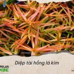 Diệp tài hồng lá kim