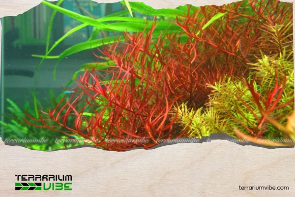 Diệp tài hồng lá kim 4 Mẹo chăm sóc cây diệp tài hồng lá kim trong terrarium