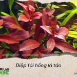 Diệp tài hồng lá táo